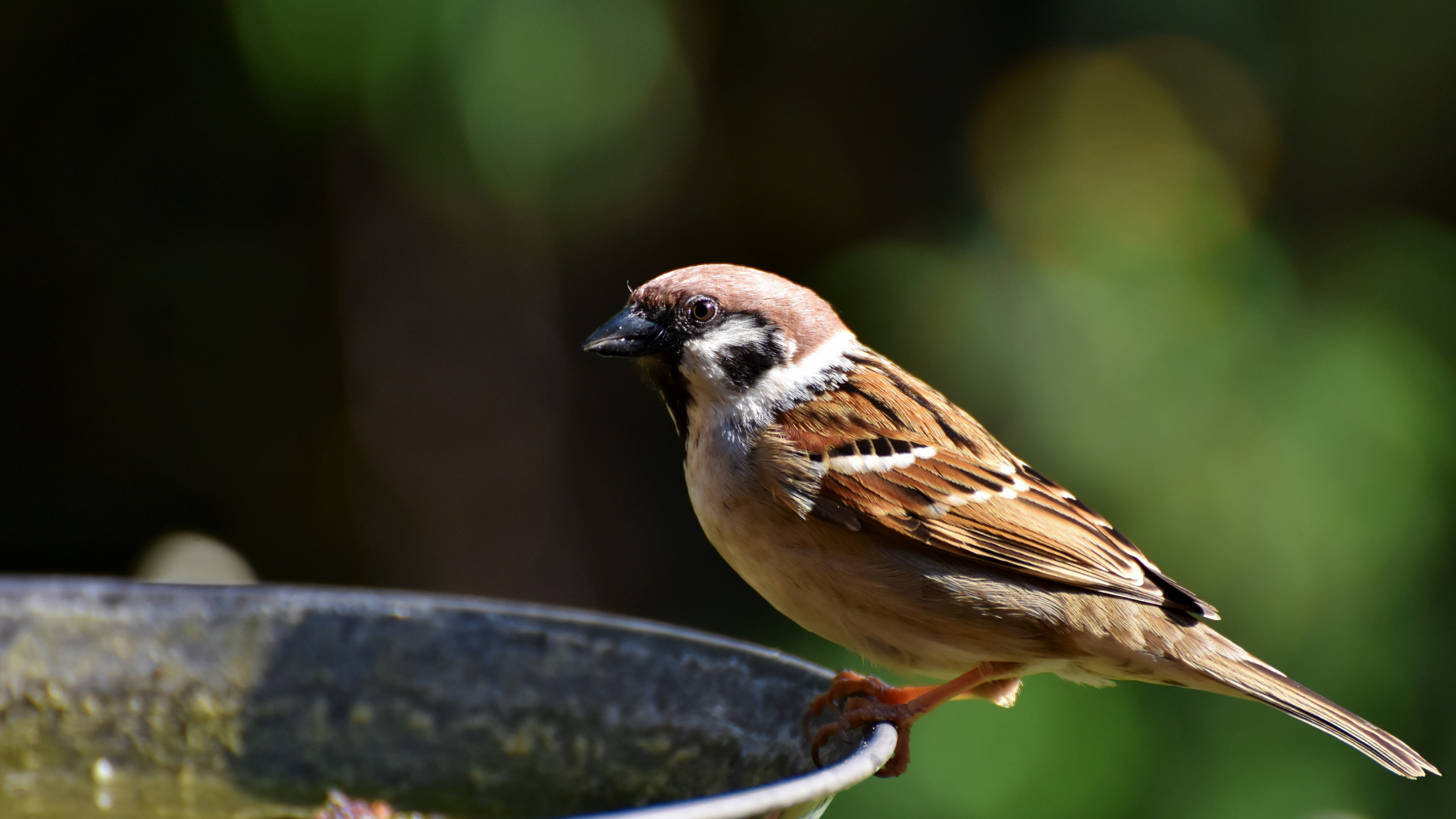 World Sparrow Day 2022 – 20 March – Full Information, age, Life and facts…….